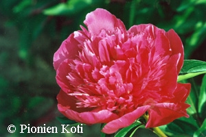 Paeonia lactiflora 'Kelway's Brilliant', kiinanpioni